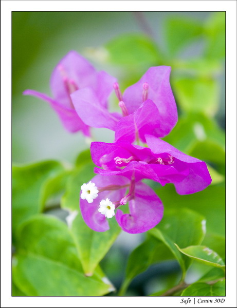 Nature